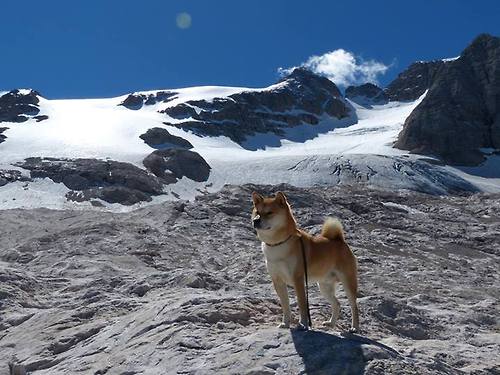 战术执行力联盟排名对比,战术执行官
